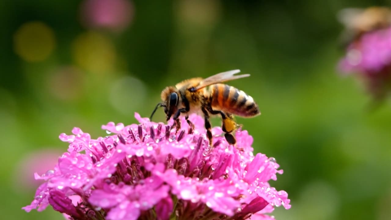 Example video 2 thumbnail